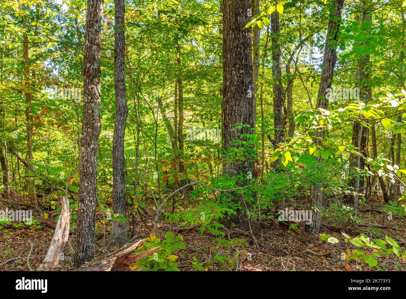View of the Catoosa National park in Tennessee looking into the woods shows the vibrant, healthy foliage and the peaceful, secluded landscape during a Stock Photo