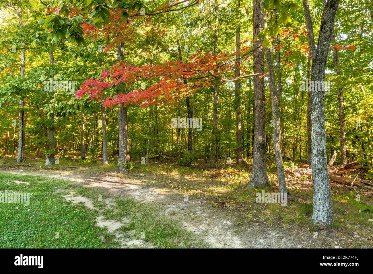 View of the Catoosa National park in Tennessee looking into the woods shows the vibrant, healthy foliage and the peaceful, secluded landscape during a Stock Photo