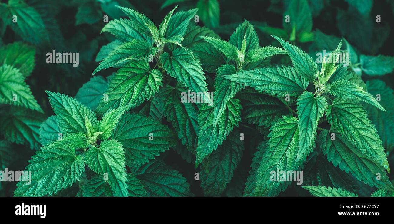 Growing common nettle bush outdoors. Urtica dioica. Stinging nettles plant. Herbal medicine concept. Medicinal herbs. Green foliage background. Dark l Stock Photo