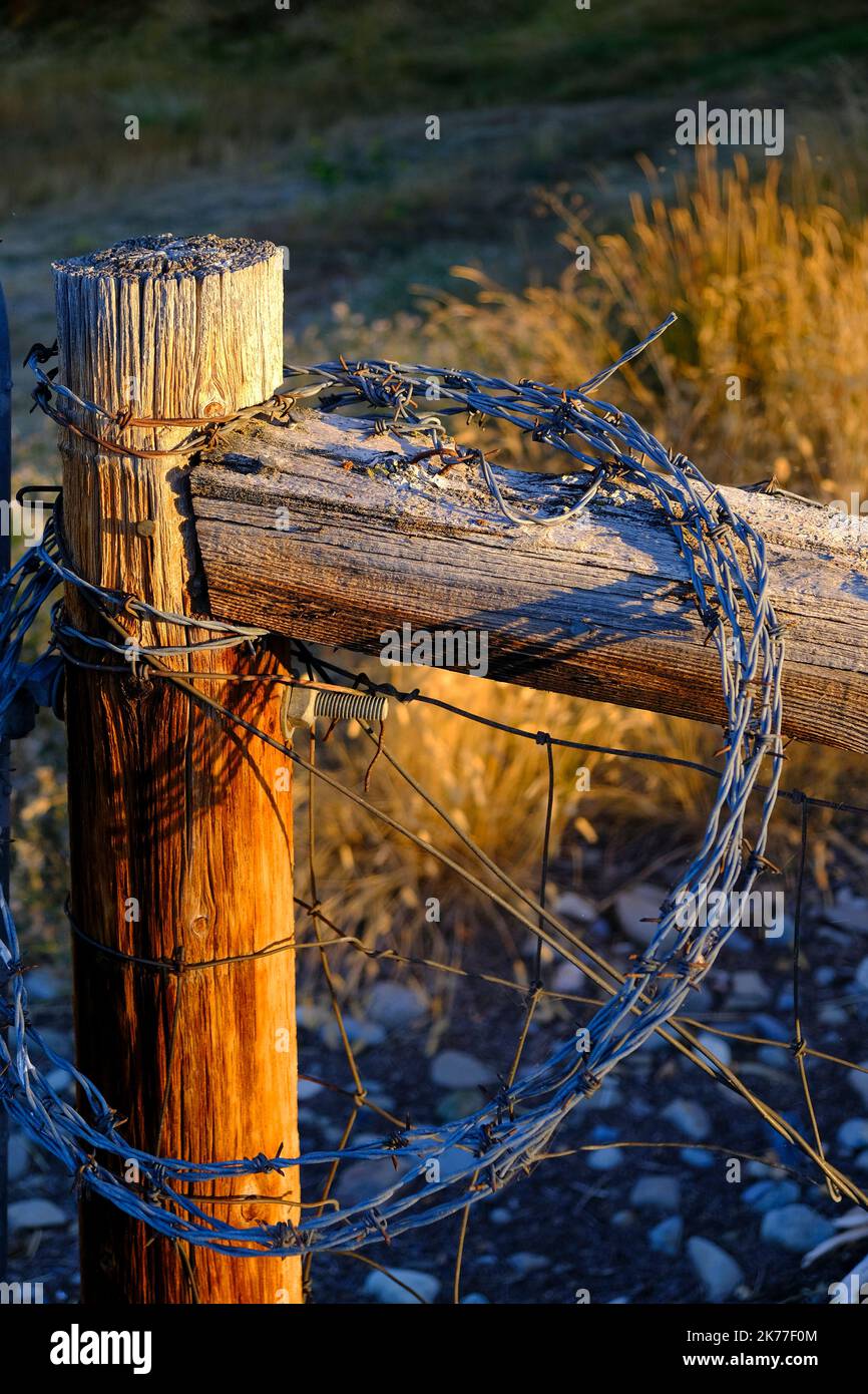 Coil of coiled barbed barb wire strung on fence post Stock Photo Alamy