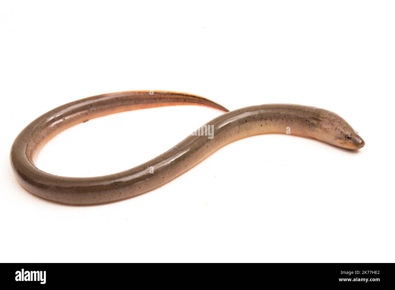 Asian swamp eel (Monopterus albus) isolated on white background Stock Photo