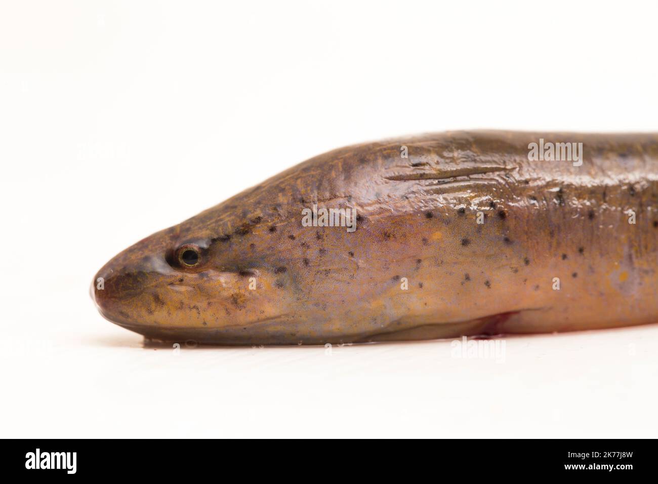 Asian swamp eel (Monopterus albus) isolated on white background Stock Photo