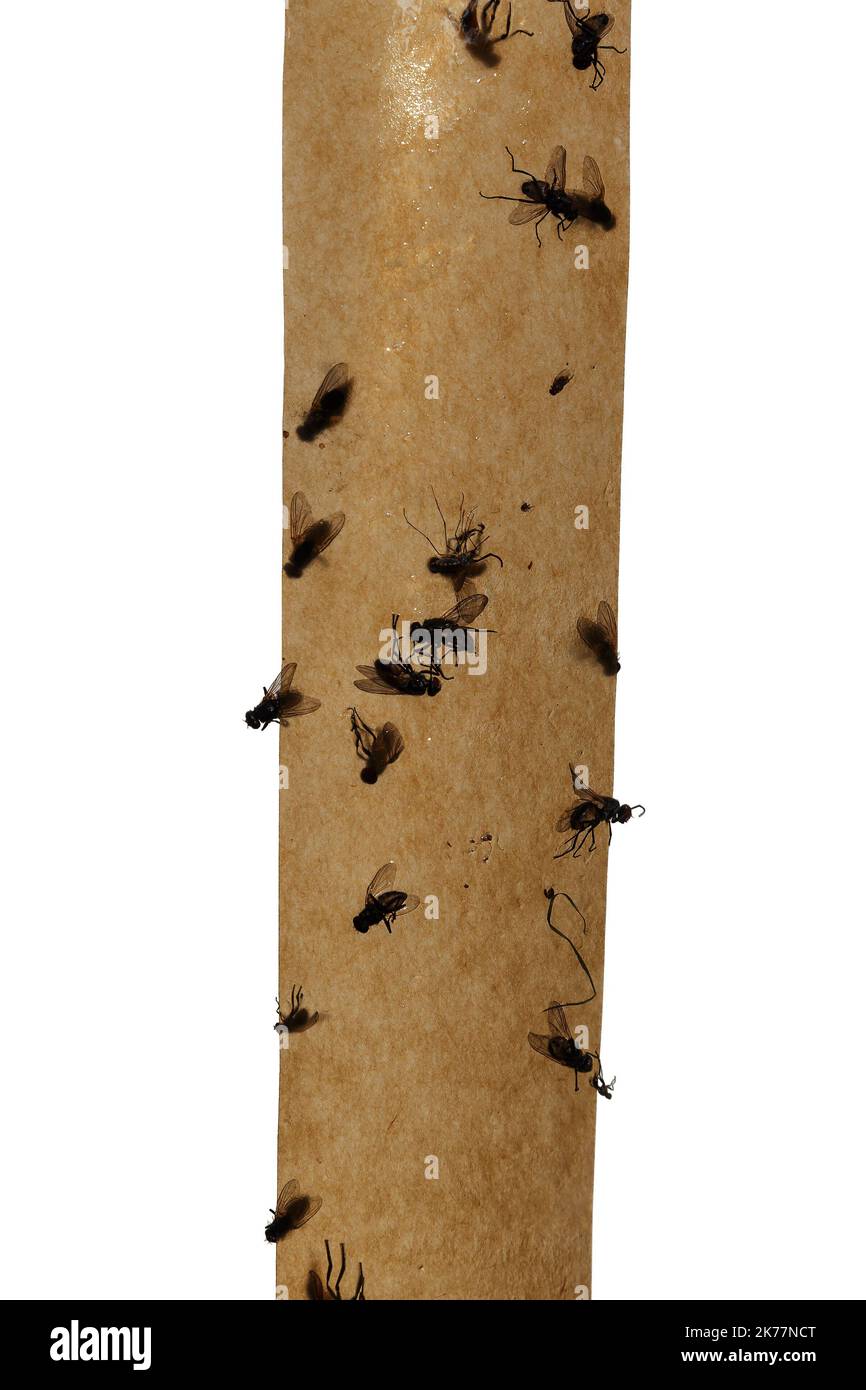 https://c8.alamy.com/comp/2K77NCT/flypaper-flies-glued-on-sticky-tape-on-a-white-background-2K77NCT.jpg