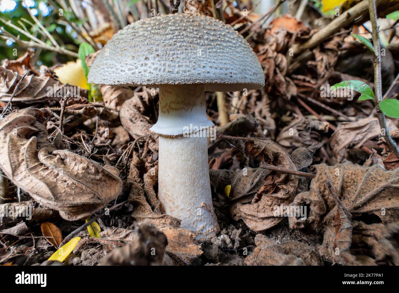 blusher (Amanita rubescens) in the woods Stock Photo