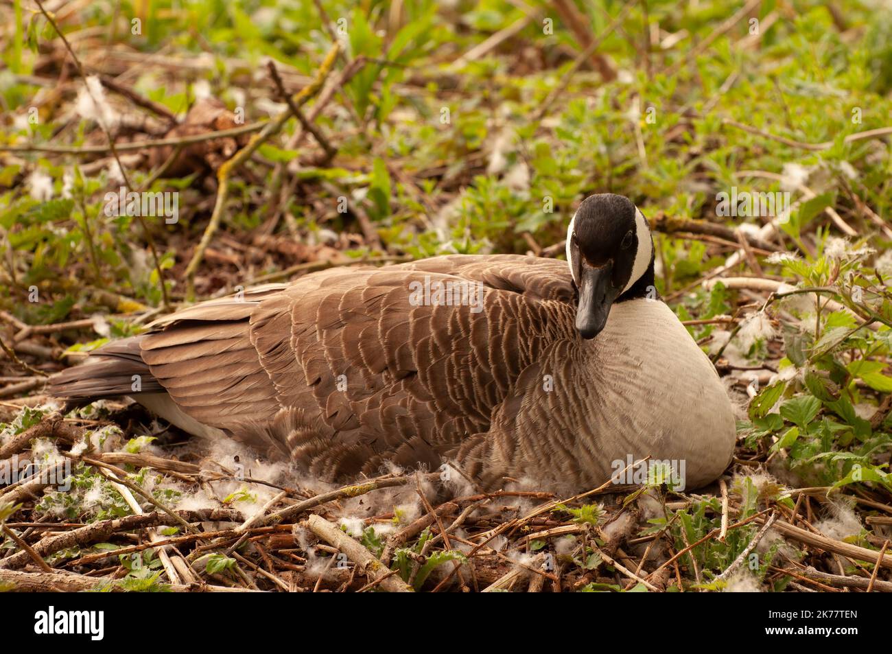 Goose and gander hi-res stock photography and images - Alamy