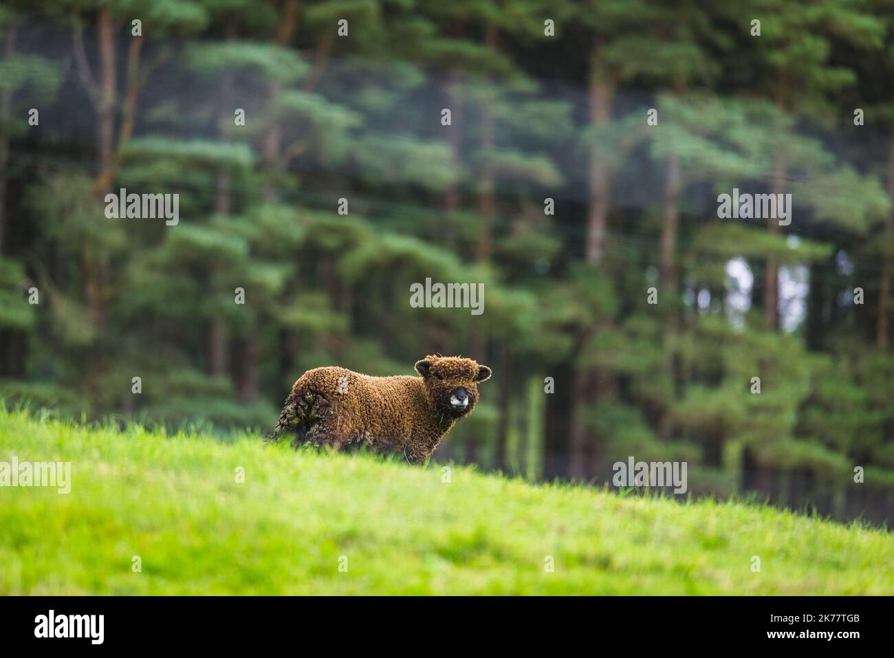 A brown woolly sheep in a green field. UK Stock Photo - Alamy
