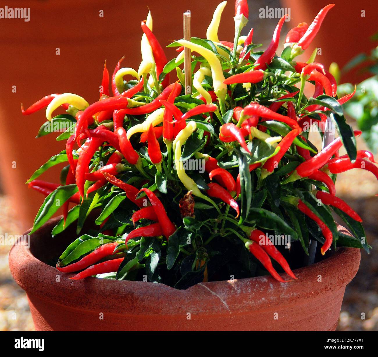 Nightwalker Chilli CHILLI PEPPERS, WEST DEAN COLLEGE GARDENS NEAR CICHESTER, WEST SUSSEX ...