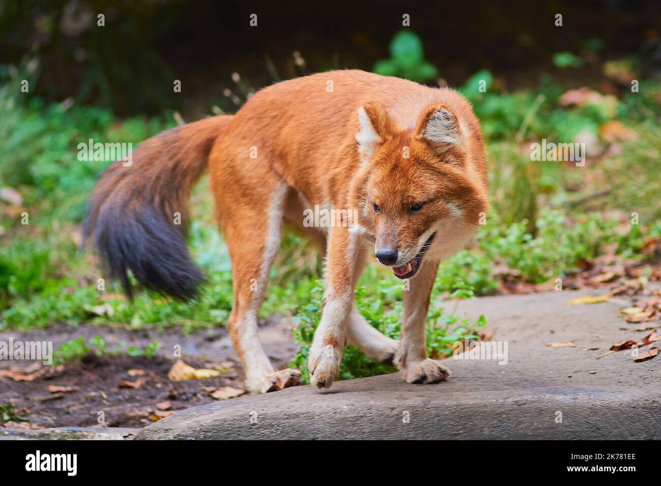 Asian wild dog roaming its enclosure at the bronx zoo Stock Photo