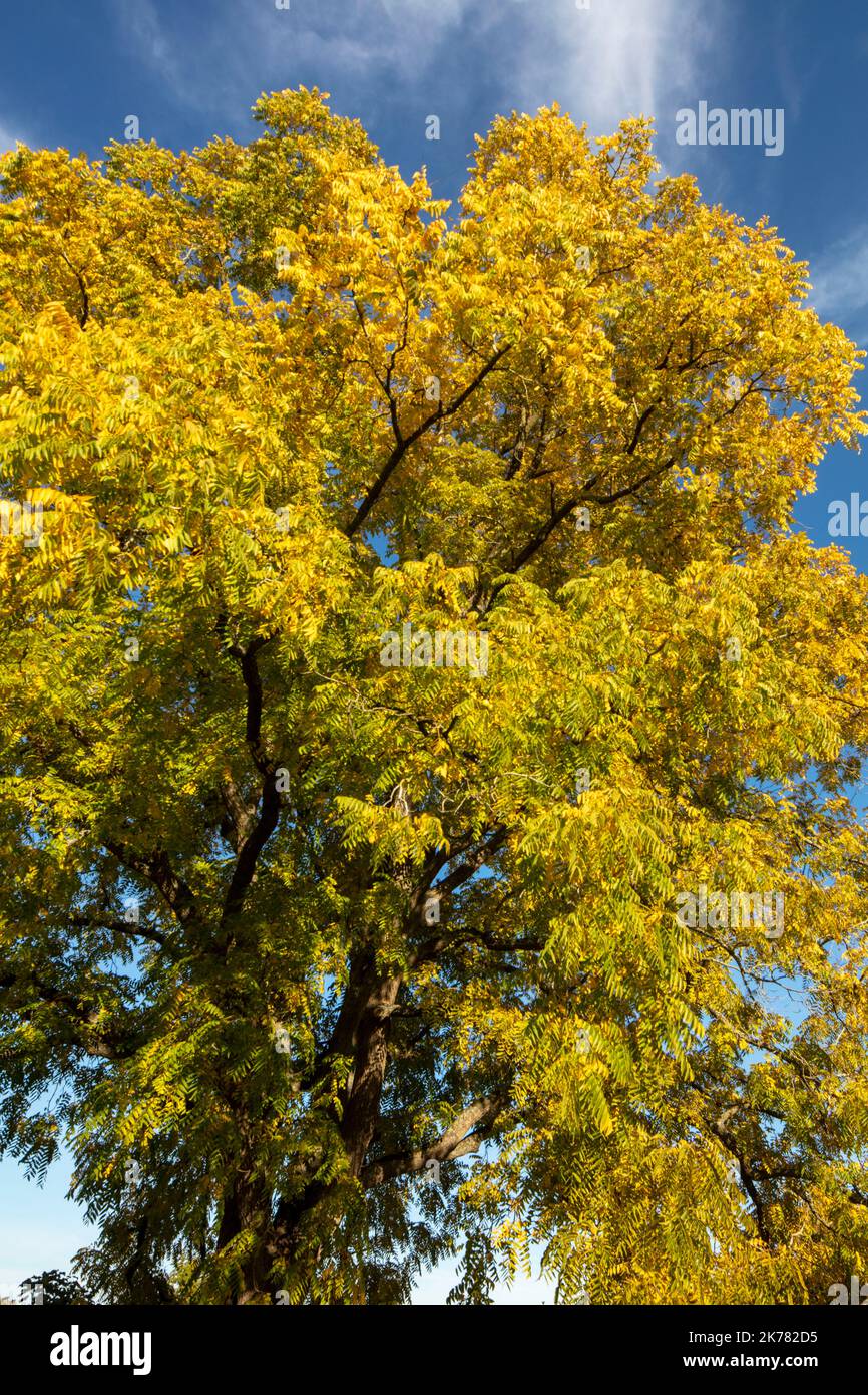 Glorious Juglans nigra , black walnut, American walnut, eastern American black walnut, tree and nuts glorious autumn sunshine Stock Photo