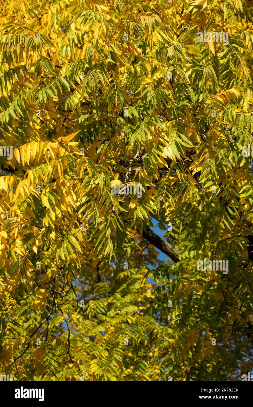 Glorious Juglans nigra , black walnut, American walnut, eastern American black walnut, tree and nuts glorious autumn sunshine Stock Photo