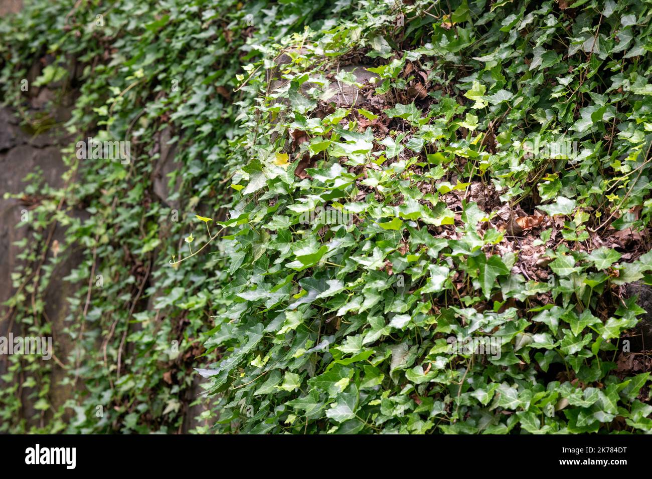 English Ivy, Hedera helix Stock Photo