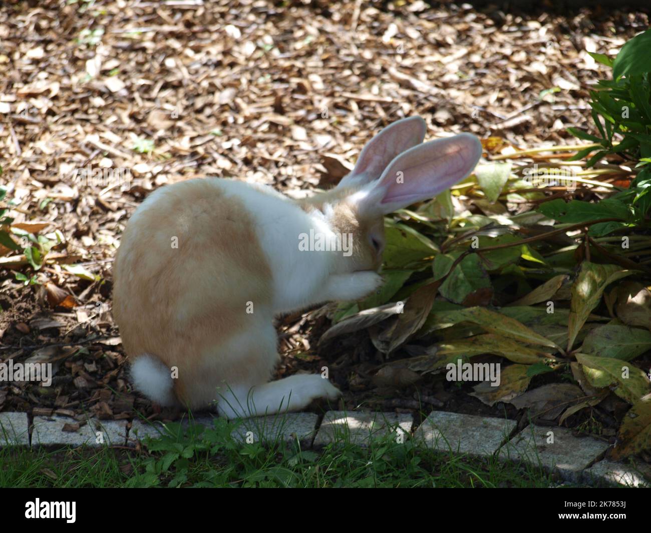 A closeup shot of a Flemish Giant rabbit on the grass Stock Photo