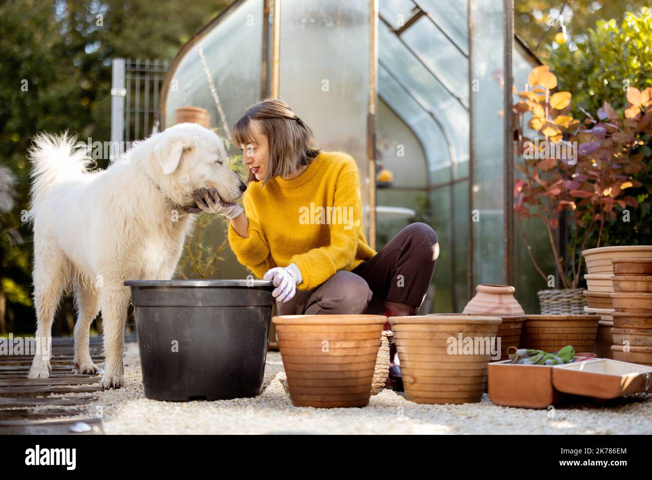 Woman planting flowers in jugs at garden Stock Photo - Alamy