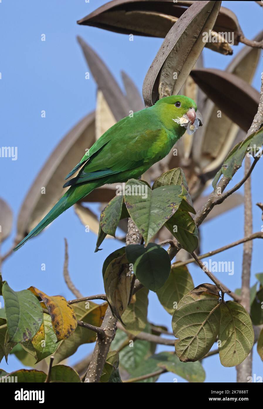 Plain Parakeet (Brotogeris tirica) adult perched in tree eating seeds  Sao Paulo, Brazil.                   July Stock Photo