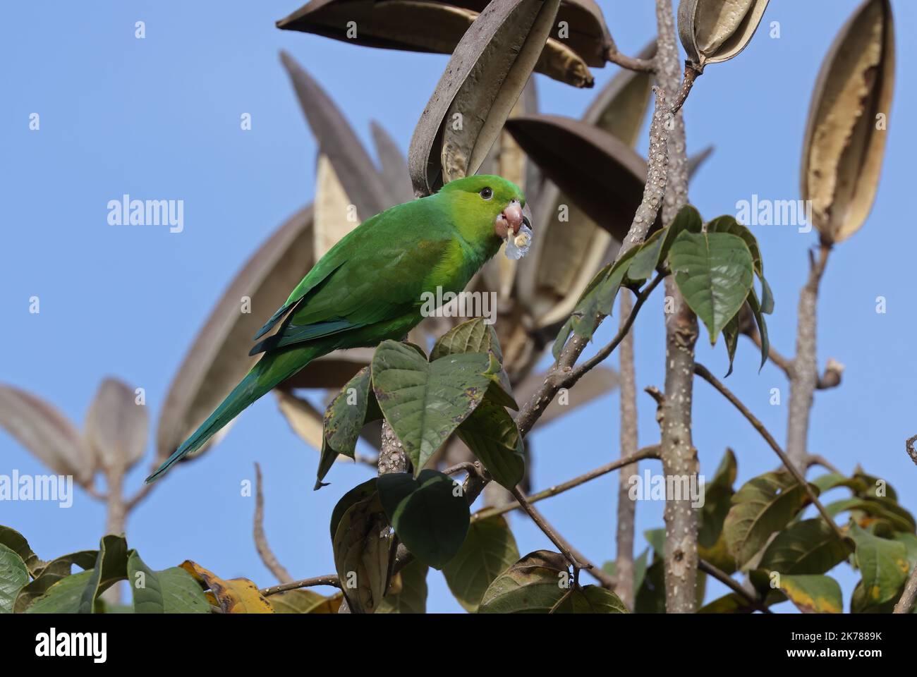 Plain Parakeet (Brotogeris tirica) adult perched in tree eating seeds  Sao Paulo, Brazil.                   July Stock Photo