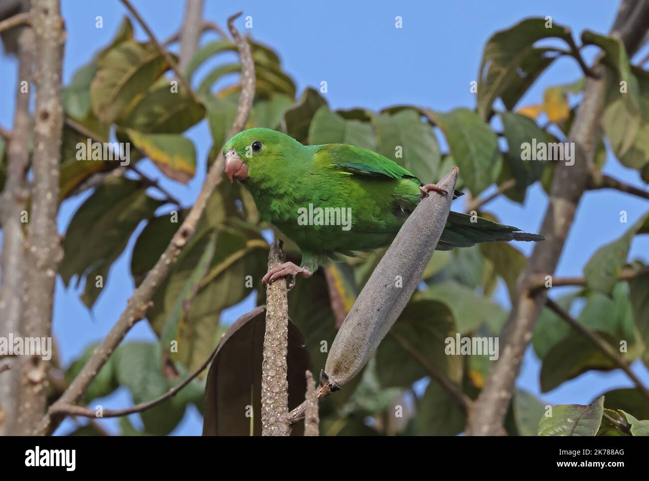 Plain Parakeet (Brotogeris tirica) adult perched in fruiting tree  Sao Paulo, Brazil.                   July Stock Photo
