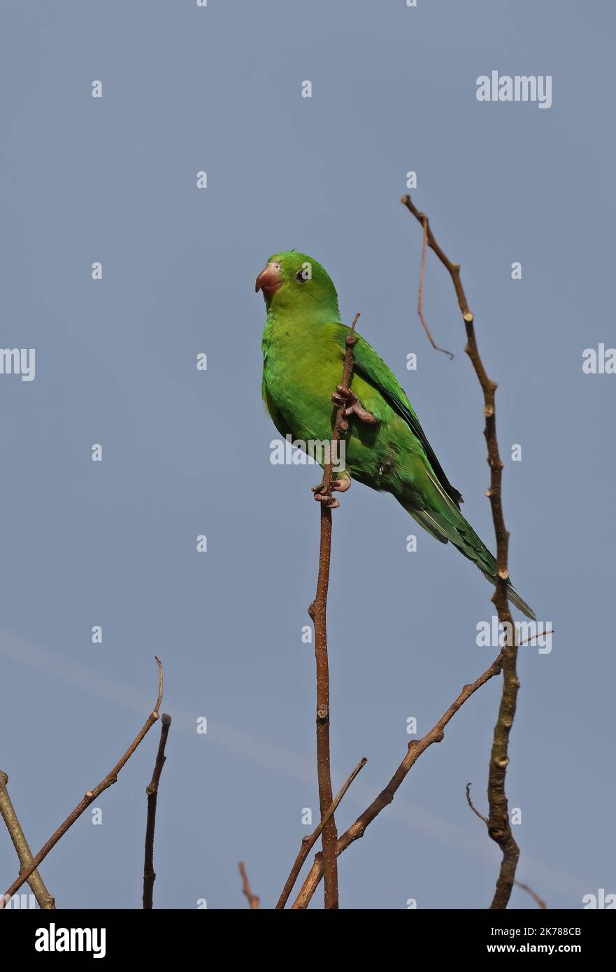 Plain Parakeet (Brotogeris tirica) adult perched on twig  Sao Paulo, Brazil.                   July Stock Photo