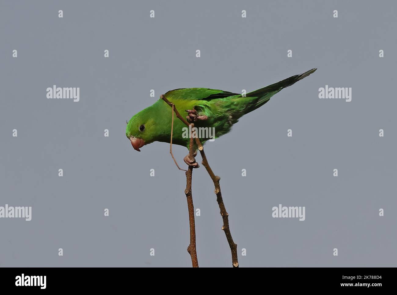 Plain Parakeet (Brotogeris tirica) adult perched on twig  Sao Paulo, Brazil.                   July Stock Photo
