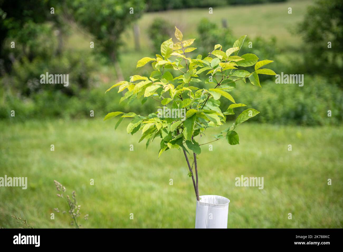 CREP (Conservation Reserve Enhancement Program)  plantings in Carroll County MD Stock Photo