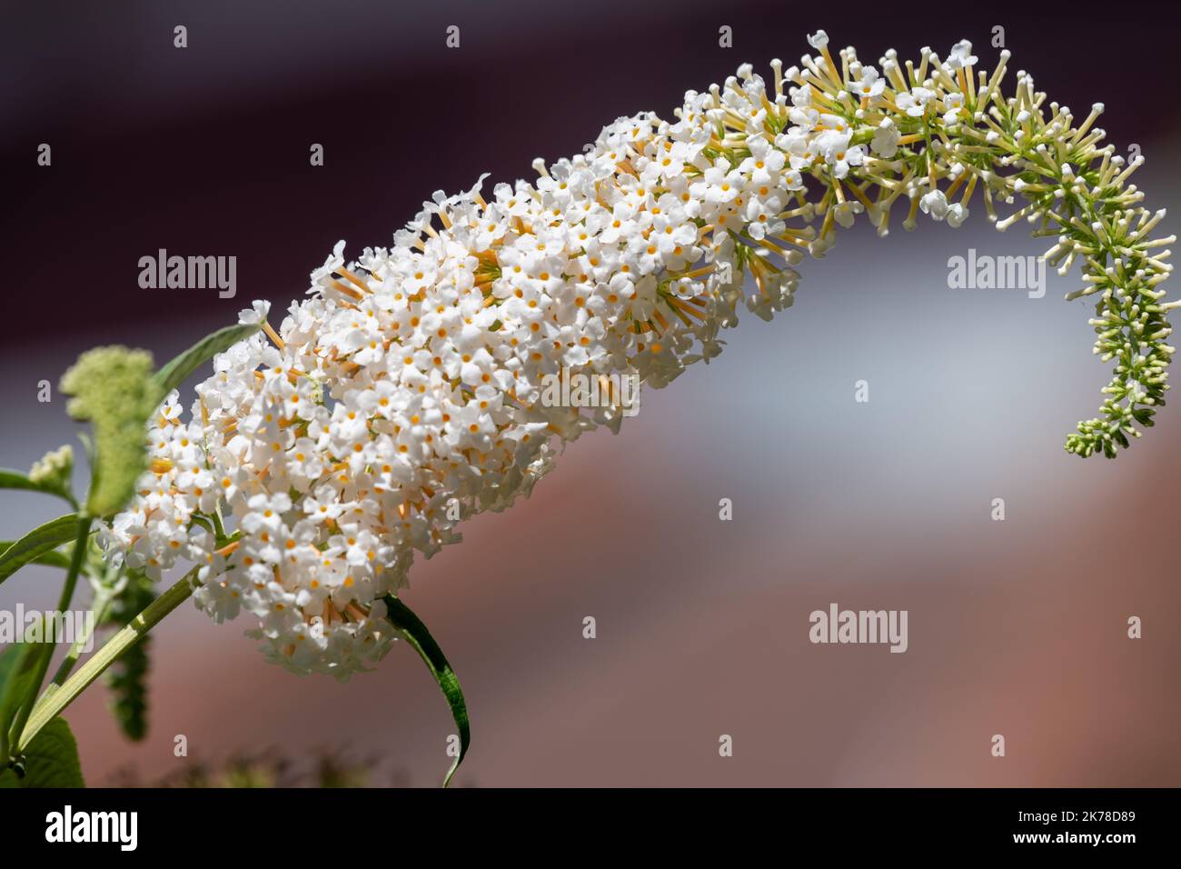 Close up of white flowers on a butterfly bush (buddleja davidii) shrub ...