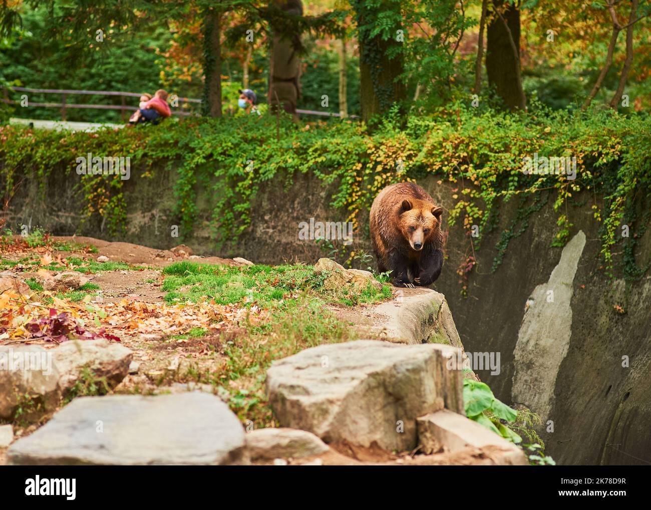 Brown Grizzly bears are roaming their enclosure at the Bronx zoo Stock