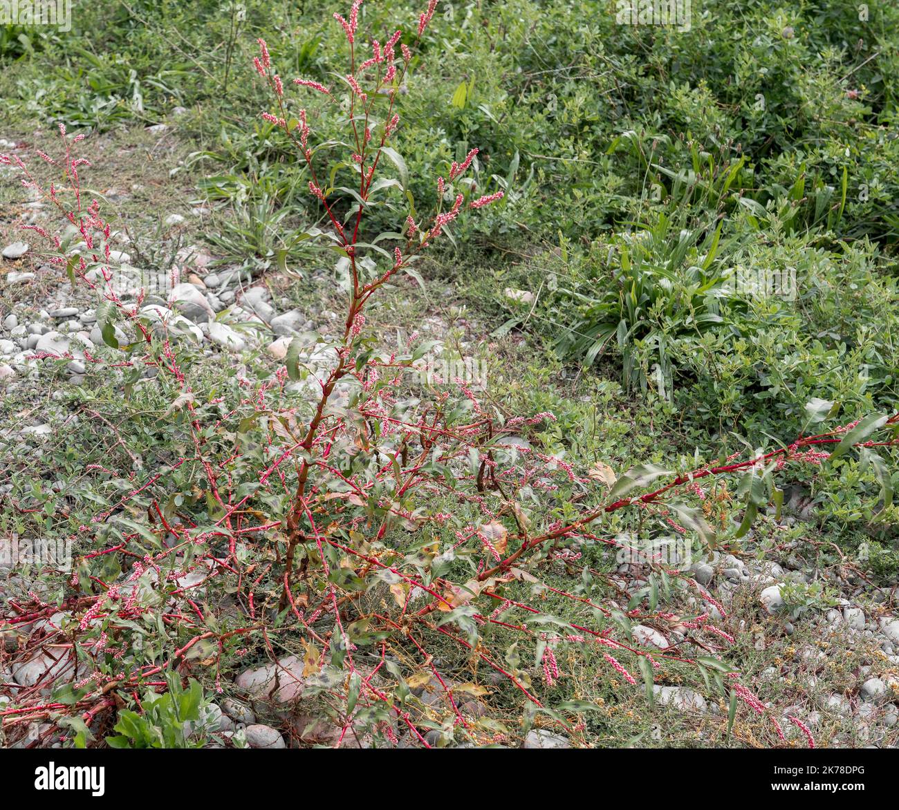 close-up of a red-stemmed Water Pepper (Persicaria hydropiper) Stock Photo