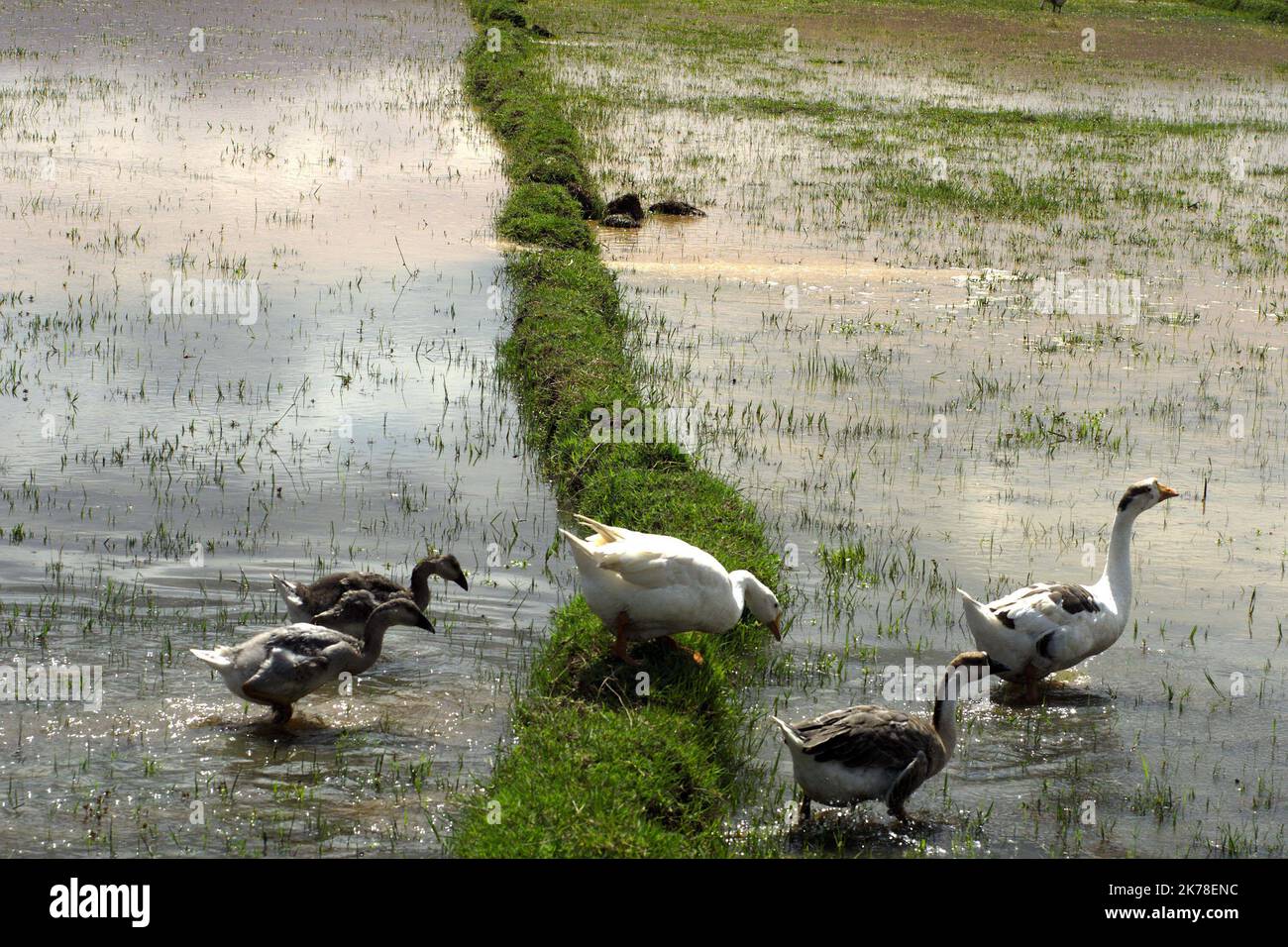 ©Arnaud De Grave / Le Pictorium/MAXPPP - Arnaud De Grave / Le Pictorium - 26/11/2015  -  Madagascar / Alaotra-Mangoro  -  Oies et canards dans les rizieres.  / 26/11/2015  -  Madagascar / Alaotra-Mangoro  -  Geese and ducks and ricepads. Stock Photo