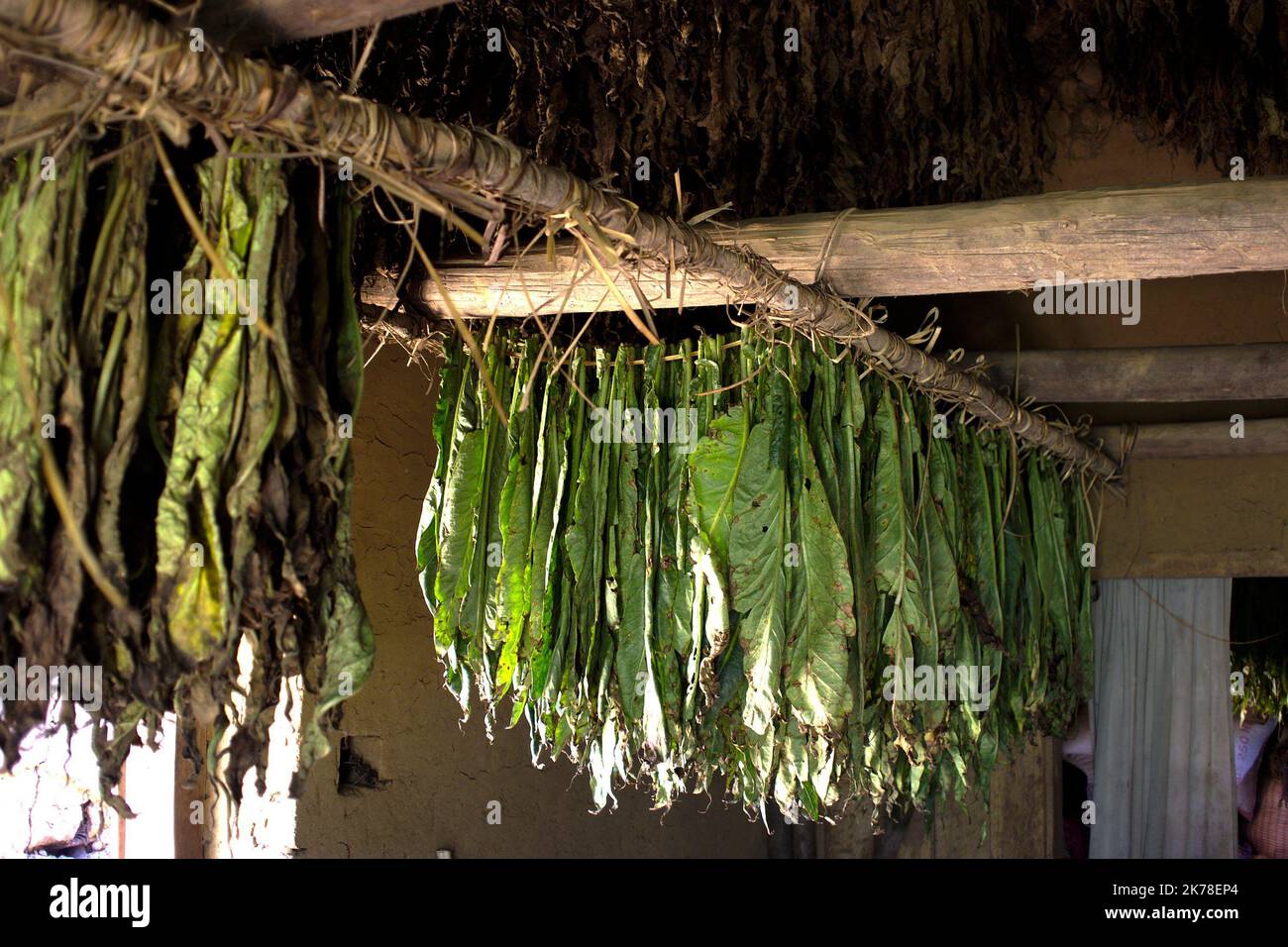 ©Arnaud De Grave / Le Pictorium/MAXPPP - Arnaud De Grave / Le Pictorium - 13/11/2015  -  Madagascar / Alaotra-Mangoro  -  Tabac en train de secher.  / 13/11/2015  -  Madagascar / Alaotra-Mangoro  -  Drying tobacco. Stock Photo