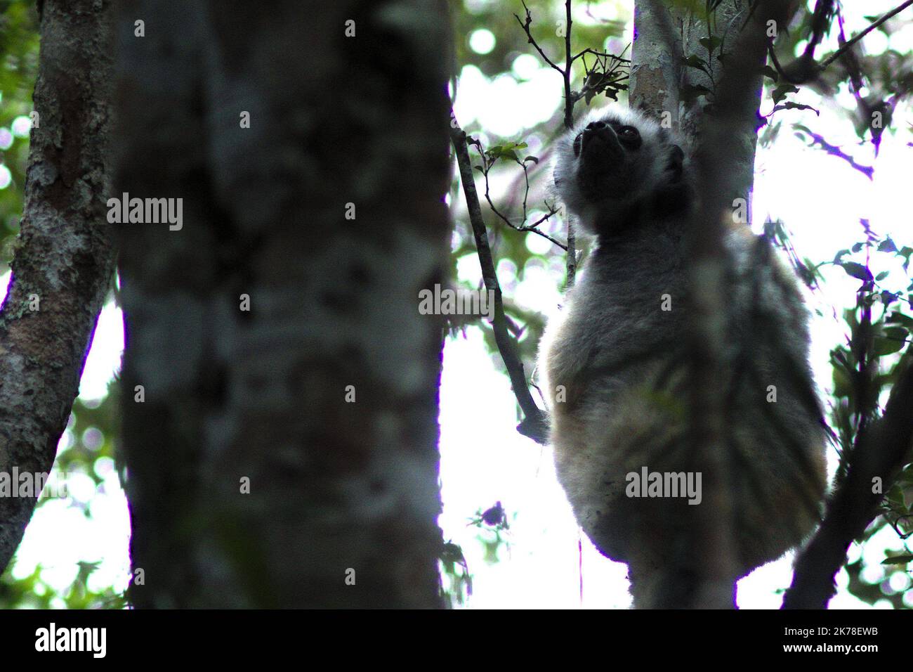 ©Arnaud De Grave / Le Pictorium/MAXPPP - Arnaud De Grave / Le Pictorium - 10/11/2016  -  Madagascar / Alaotra-Mangoro  -  Lemurien dans le parc national naturel Zahamena.  / 10/11/2016  -  Madagascar / Alaotra-Mangoro  -  Lemur in the Zahamena national park. Stock Photo
