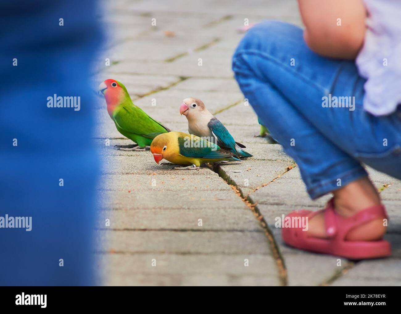 Love birds, parakeets, budgerigars and other small parrot like birds