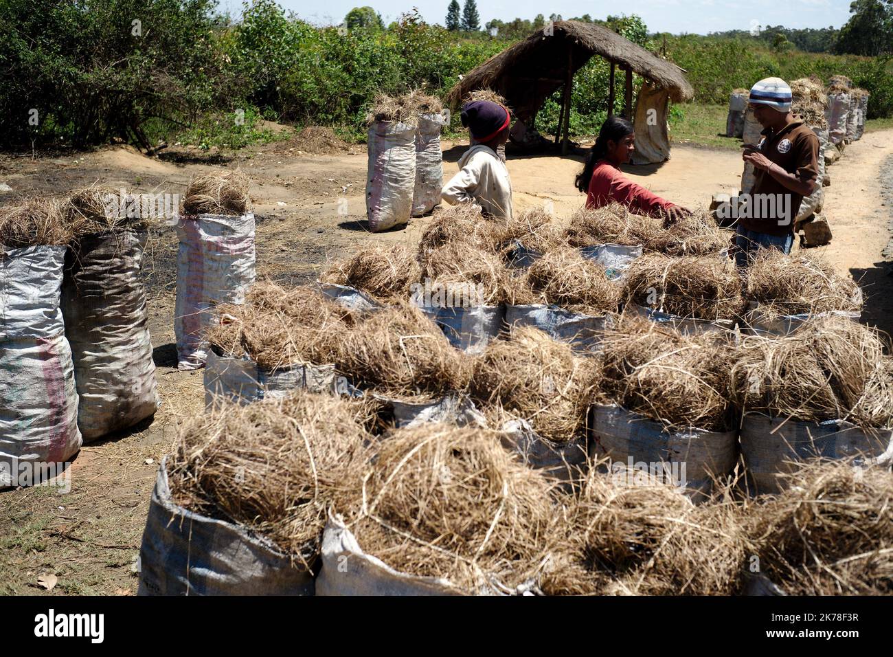 ©Arnaud De Grave / Le Pictorium/MAXPPP - Arnaud De Grave / Le Pictorium - 17/11/2015  -  Madagascar / Alaotra-Mangoro  -  Vendeuses de charbon sur le bord de la route nationale.  / 17/11/2015  -  Madagascar / Alaotra-Mangoro  -  Charcoal sellers beside the national road. Stock Photo