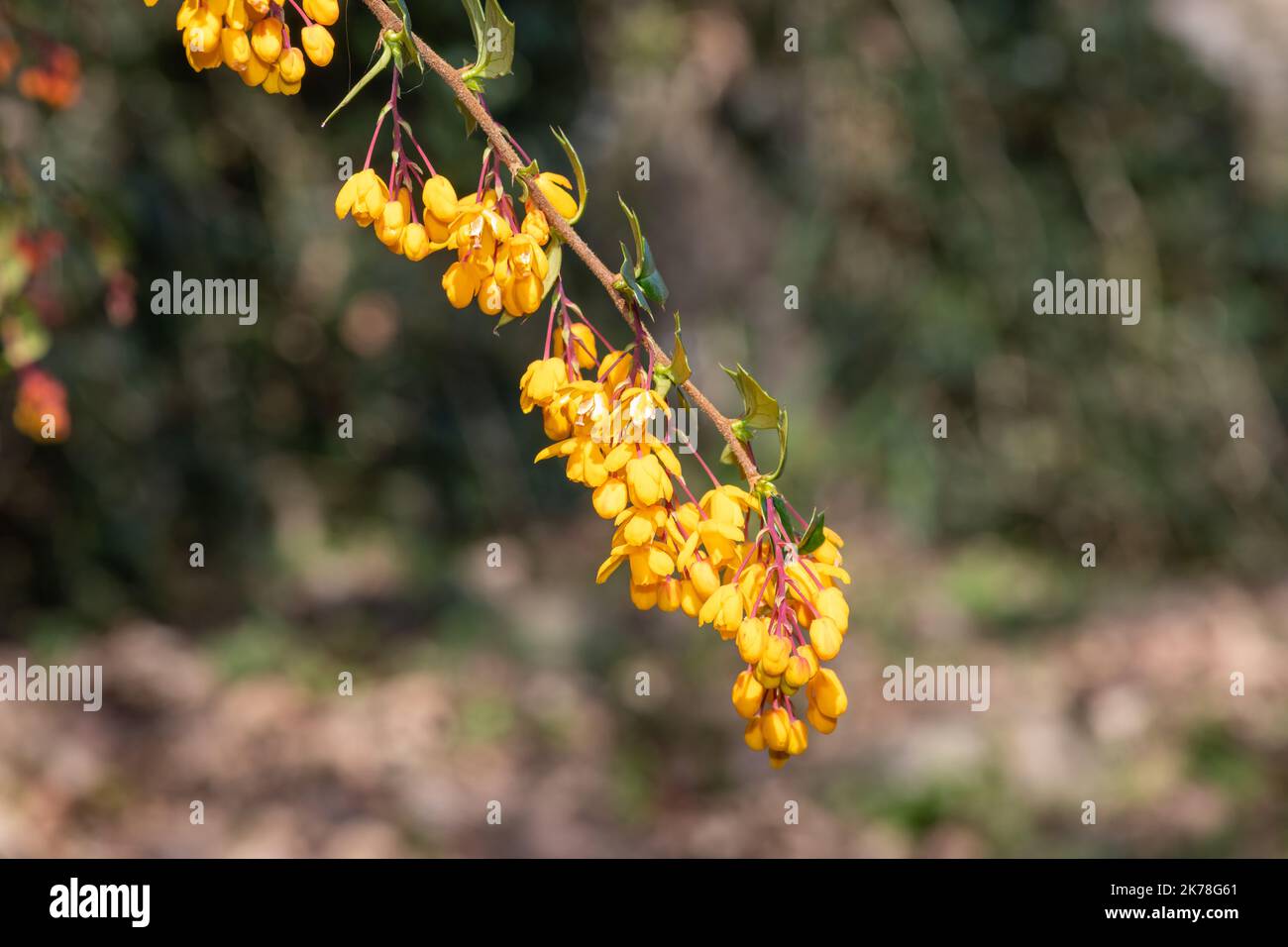 Close up of Darwins barberry (berberis darwinii) flowers in bloom Stock ...