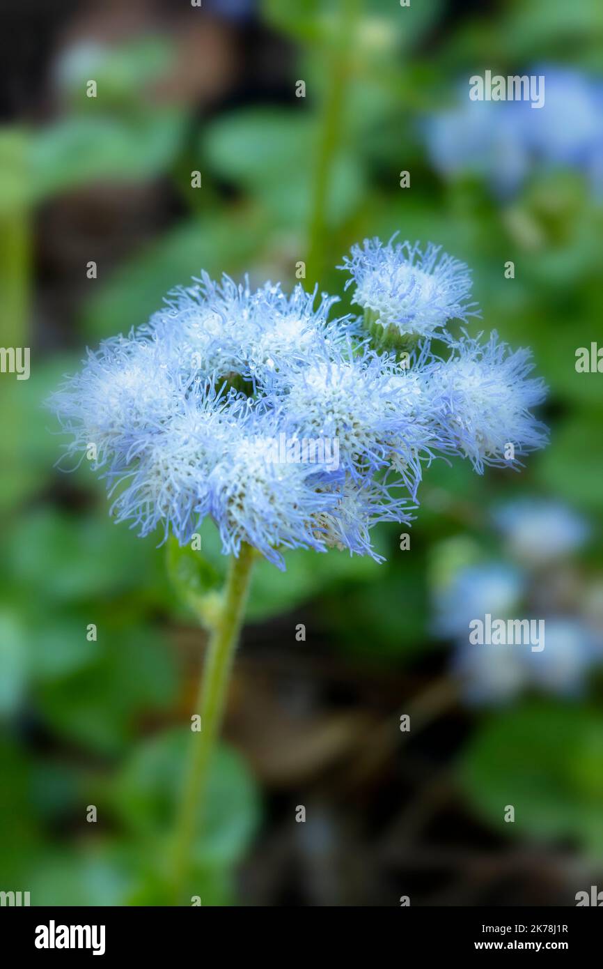 Natural close up plant / flower portrait of Ageratum houstonianum,  flossflower, bluemink, blueweed, pussy foot, Mexican paintbrush, in good  light Stock Photo - Alamy