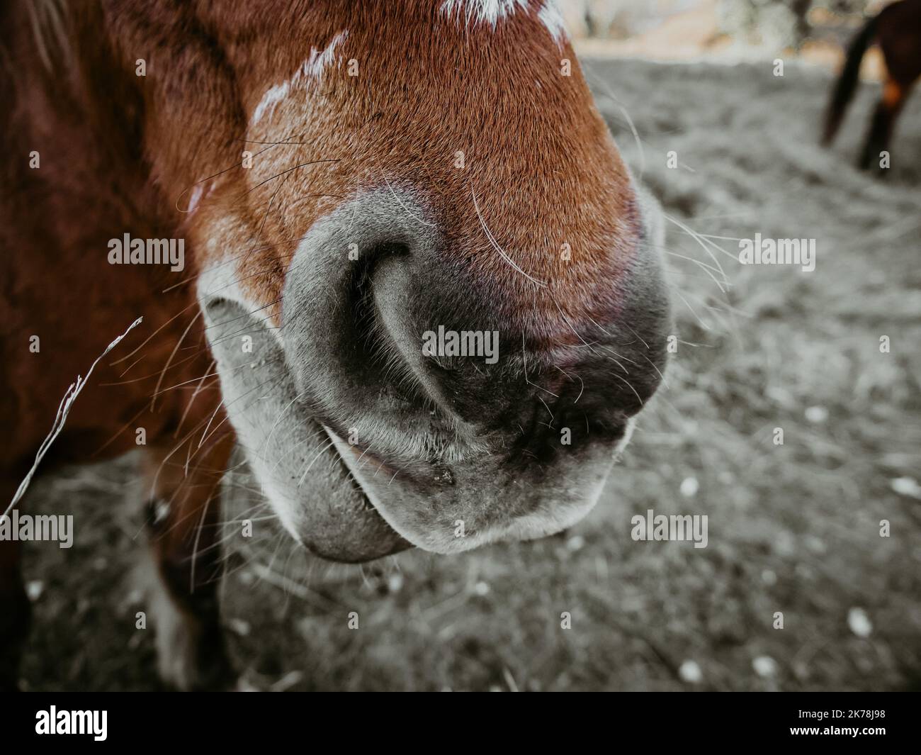 Close-up of a brown horse's face Stock Photo