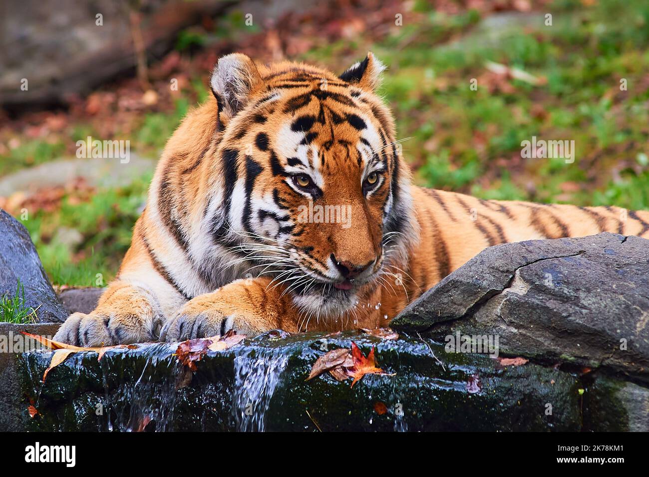 Bronx zoo tiger hi-res stock photography and images - Alamy