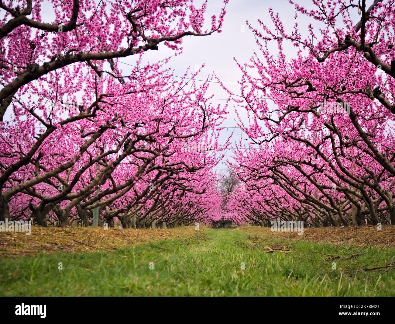 Blooming peach trees in the orchard Stock Photo Alamy