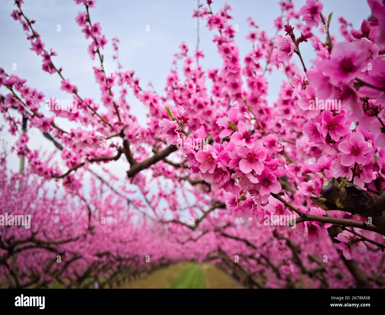 Blooming peach trees in the orchard Stock Photo Alamy