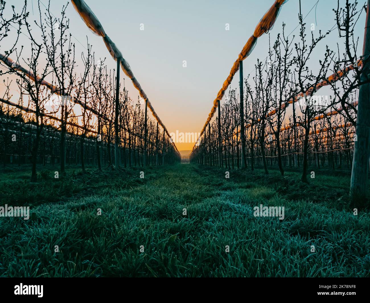 Fruit orchard with apple trees in the morning Stock Photo