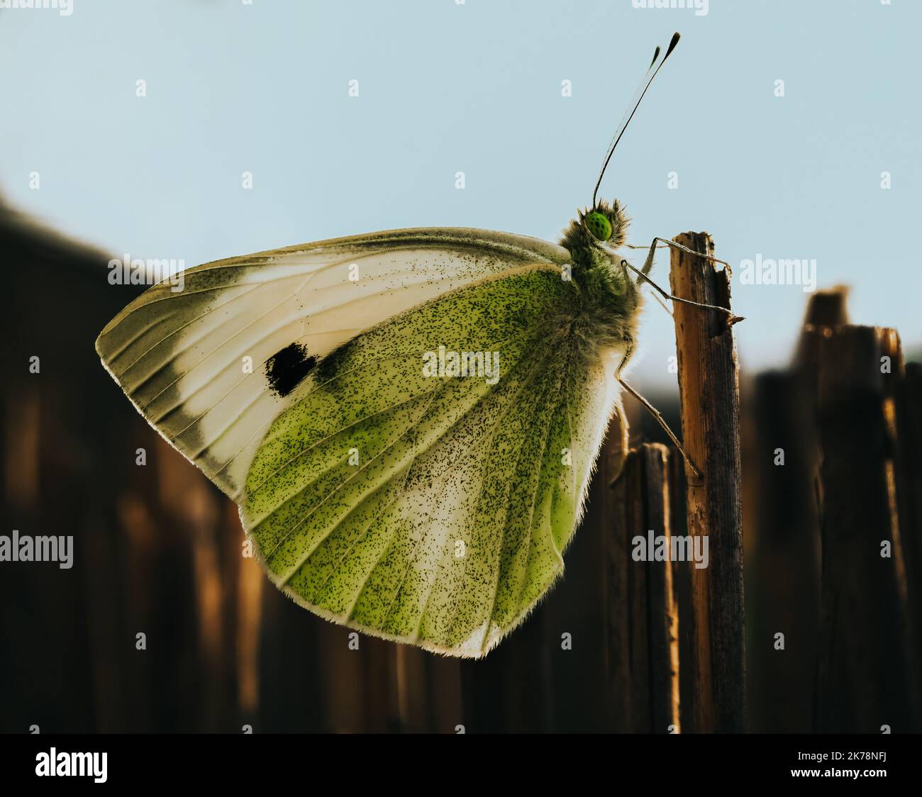Pieris mannii (southern small white) is a butterfly in the family Pieridae. A butterfly caught on a reed net. Stock Photo