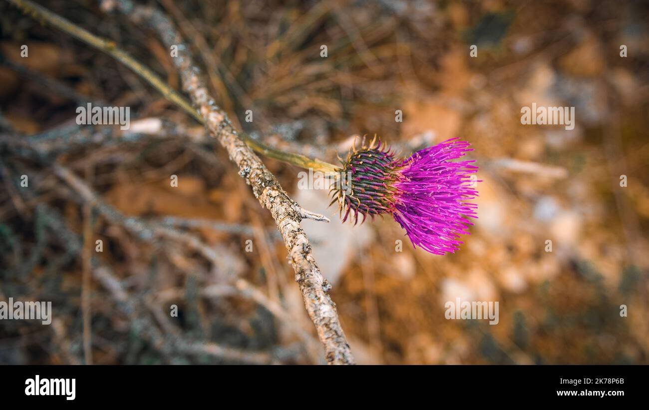 Thistle - Carduus is a genus of plants that belong to the Asteraceae family Stock Photo