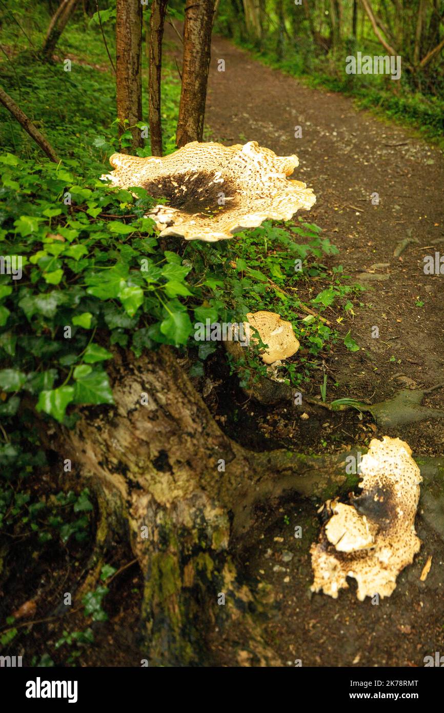 Dryads Saddle, Polyporus squamosus, Cerioporus squamosus, basidiomycete, bracket fungus in wider woodland setting Stock Photo
