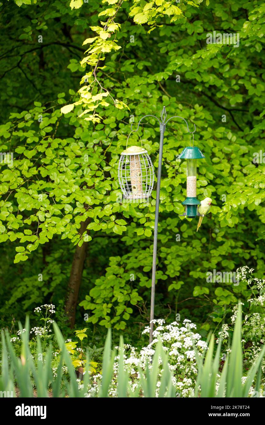 Wild bird feeders in natural woodland setting Stock Photo Alamy