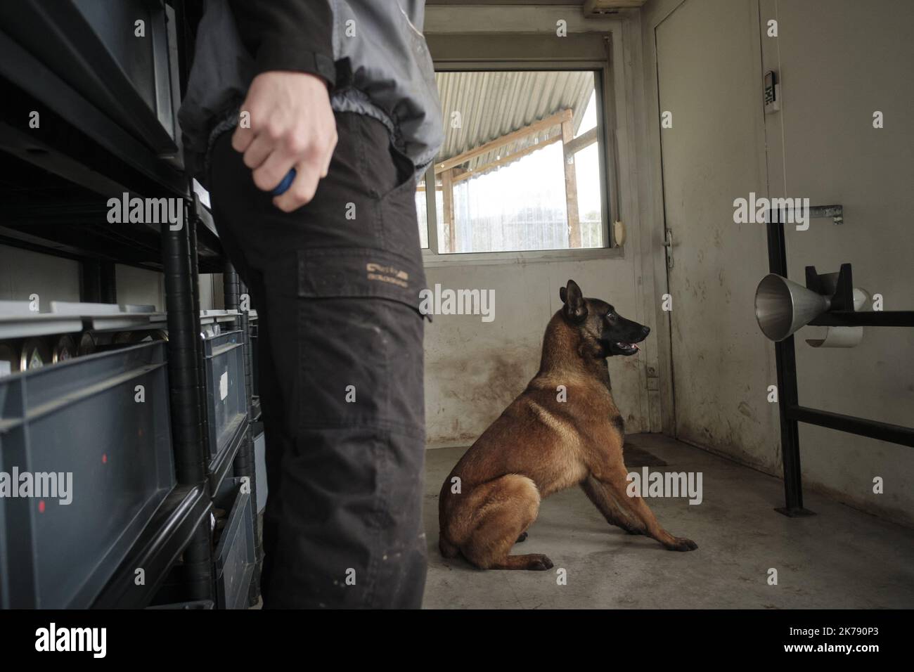 Nikyos, a 5 year old Malinois is being trained to spot cancer in a