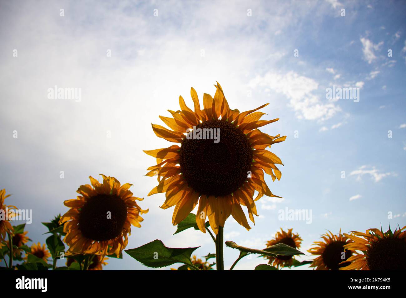 Sunflower in a sunflower field against the backdrop of the sun. Yellow black sunflower flower with green leaves in a natural environment in the rays Stock Photo