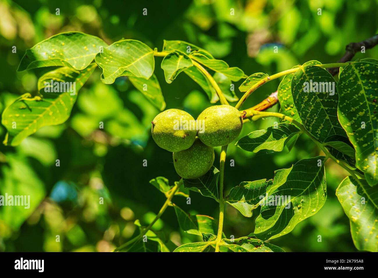 Close up on green walnuts growing on a tree. Selective focus. Stock Photo