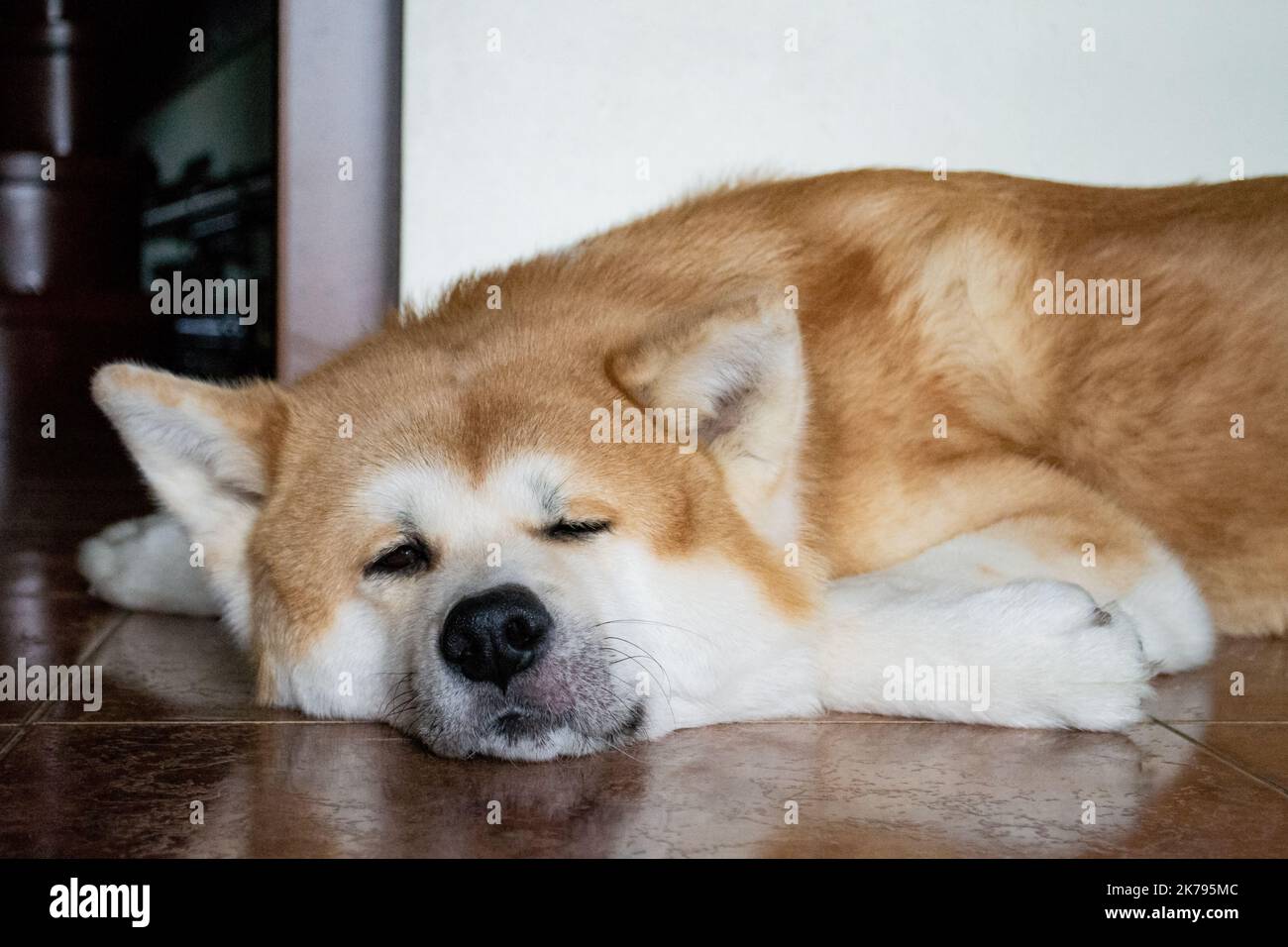 Close-up of the muzzle of a large dog Akita Inu. The pet lies, looks into distance with brown eyes. Stock Photo