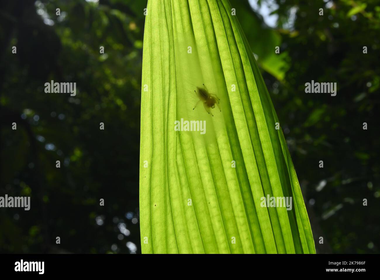 A small spider is on the thick silk spider web or nest located under a green Areca nut leaf in direct sunlight, the leaf underneath view Stock Photo