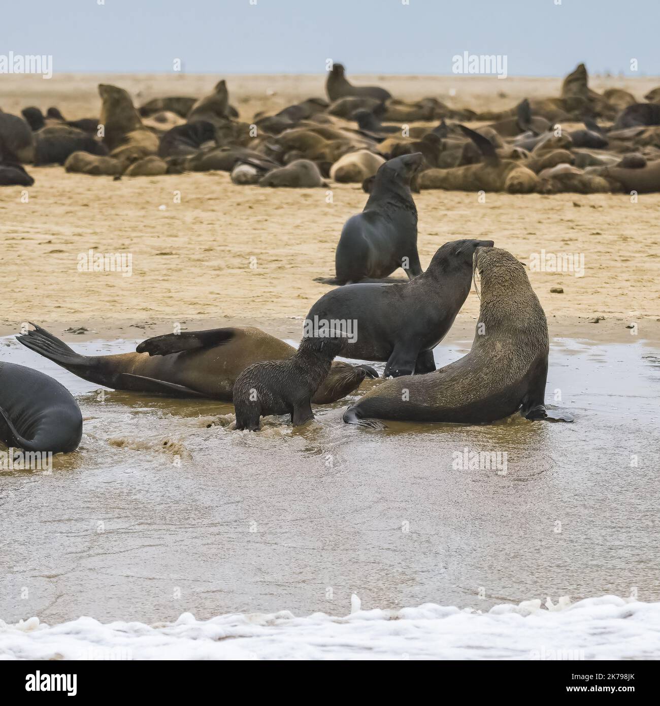 Cape fur seal, Arctocephalus pusillus pusillus, family with babies on a beach in Namibia Stock Photo