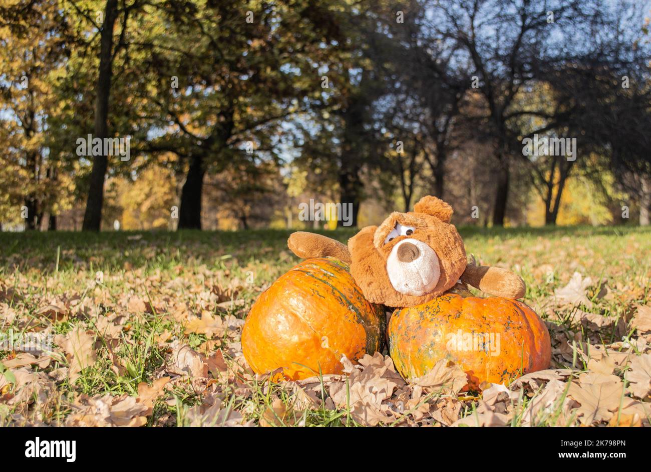 A big red bear with expressive look holds two huge orange pumpkins. Autumn, Halloween and Thanksgiving. Stock Photo