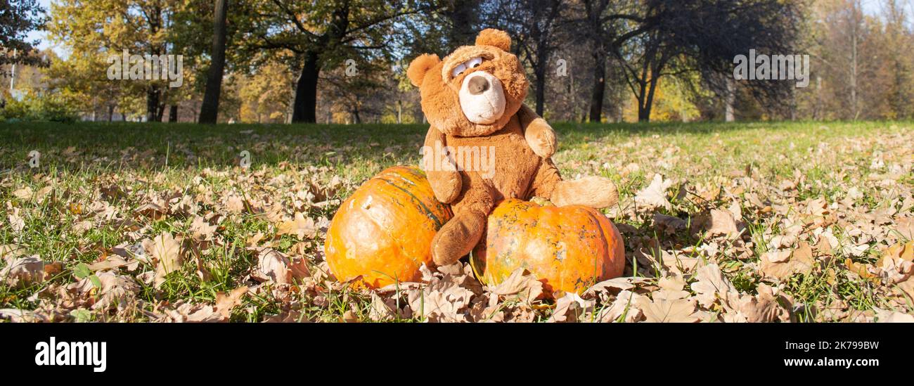 Banner with big bear toy with expressive look sits on two huge orange pumpkins. Autumn, Halloween, Thanksgiving. Stock Photo